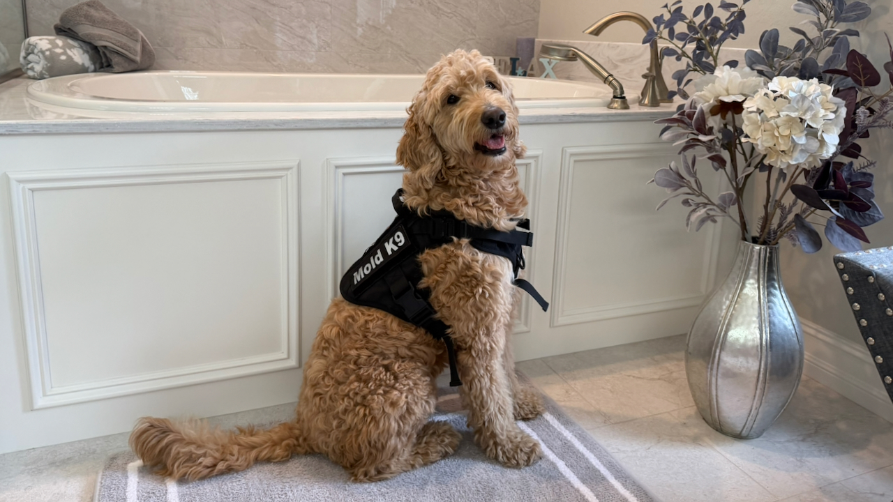 Arizona Mold Detection Dog inspecting a bathroom in a Fort Myers Home.