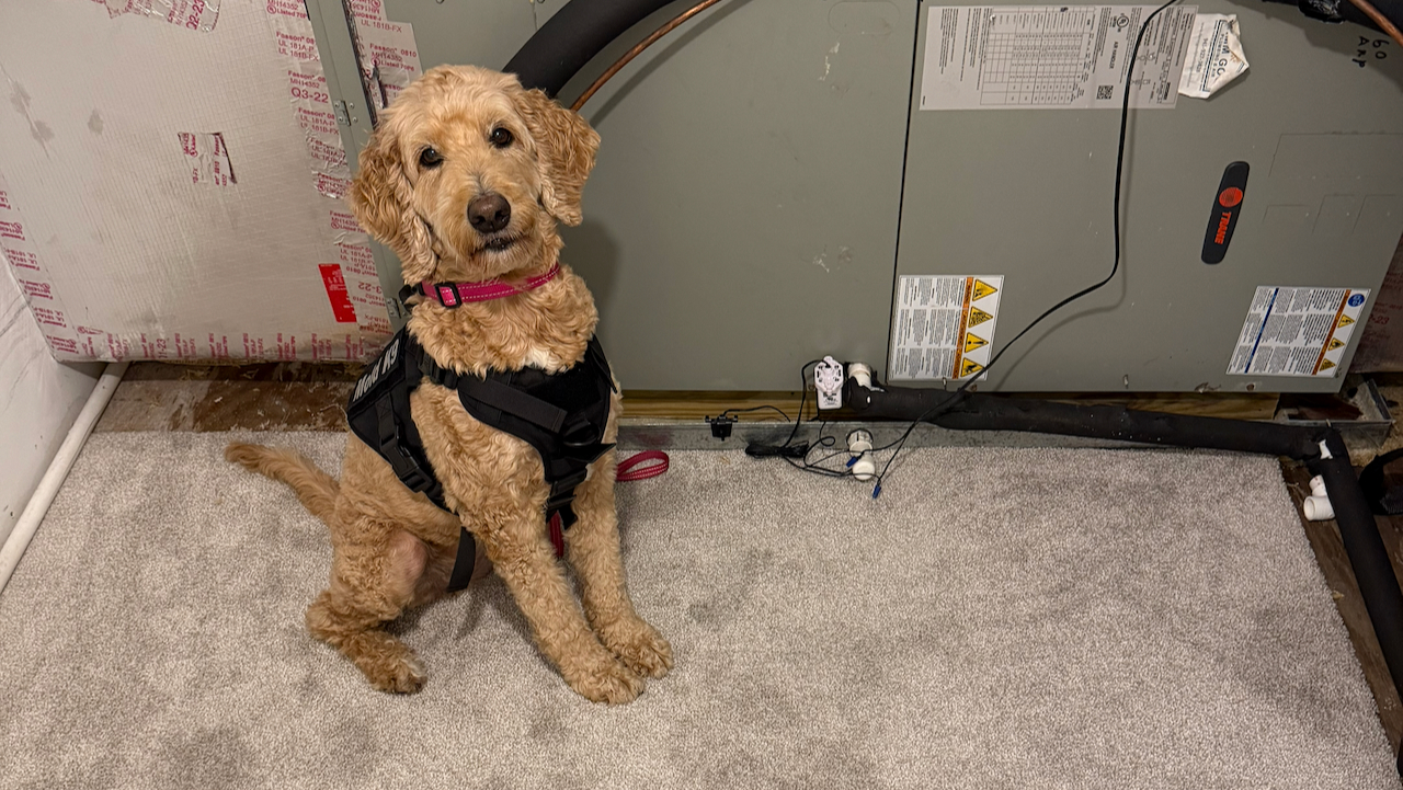 Arizona Mold Detection Dog inspecting a HVAC unit in a Sarasota Home.